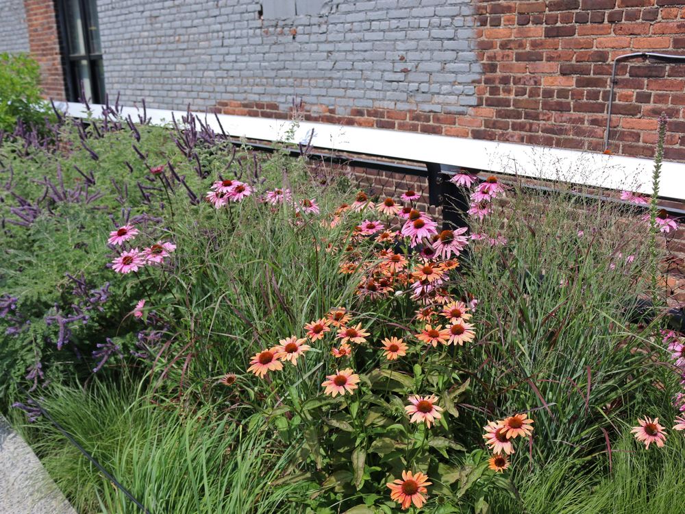 Echinacea flowers and vibrant wildflowers thrive beside a brick wall, adding charm to this naturalistic landscape.