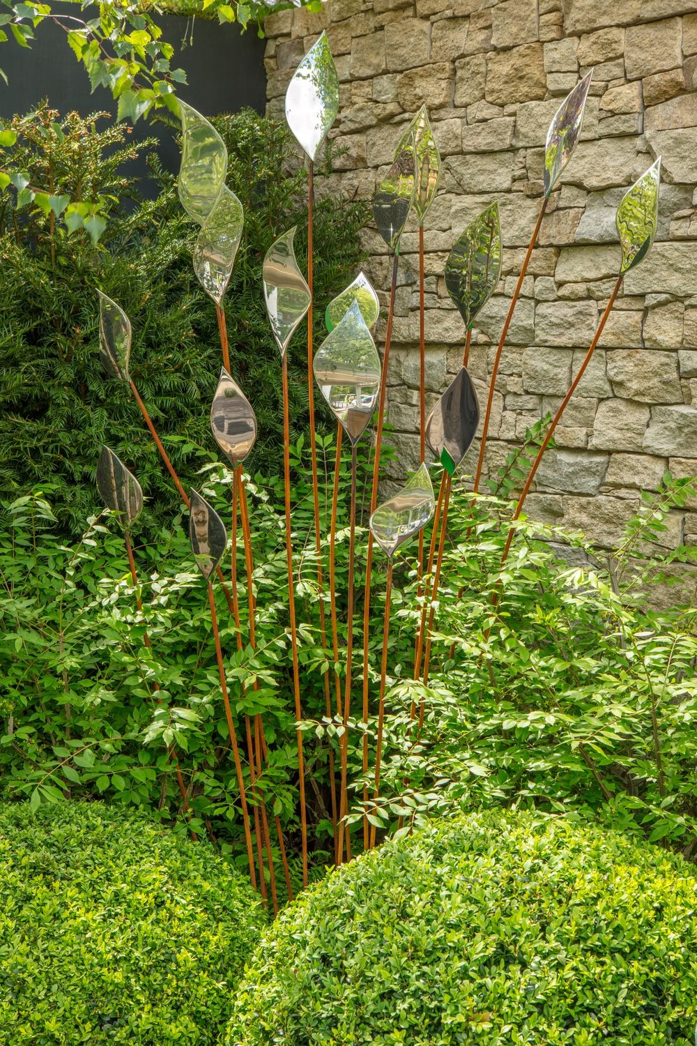 coloured leaf backs contrast with green leaves
